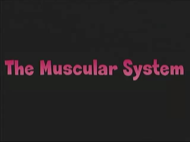 The Muscular System